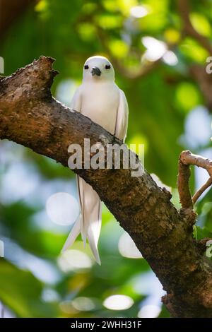 Sterne blanche ou Fere Fairy (Gygis alba) à l'île Cousin, Seychelles, Océan Indien, Afrique Banque D'Images