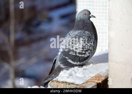 Un pigeon gris avec un oeil orange se trouve sur le bord du balcon Banque D'Images