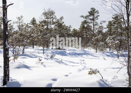 Hiver avec de petits conifères et des empreintes humaines dans la neige Banque D'Images