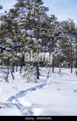 Un sentier flamboyant par les gens dans la neige menant à une forêt de conifères Banque D'Images