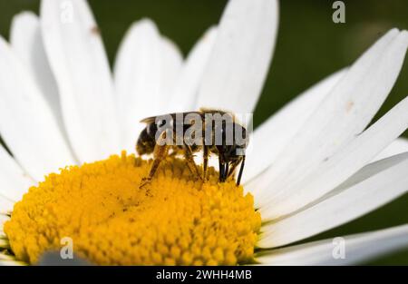 Détail d'une abeille tailleuse en patchwork (Megachile centuncularis) se nourrissant d'une Marguerite à oeil de bœuf (Leucanthemum vulgare) en été Banque D'Images