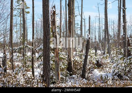 Hiver avec troncs de conifères cassés dans le marais à travers lequel brille le ciel bleu Banque D'Images