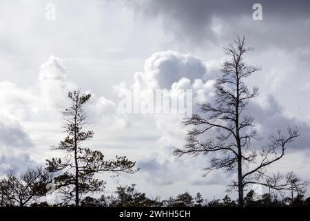 nuages sombres noirs et blancs inquiétants dans le ciel avant une tempête avec des silhouettes en bois au premier plan Banque D'Images