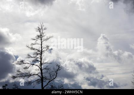 nuages sombres noirs et blancs inquiétants dans le ciel avant une tempête avec des silhouettes en bois au premier plan Banque D'Images