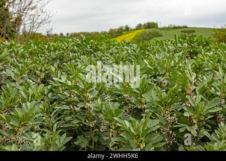 Floraison de plants de fèves dans un champ agricole Banque D'Images