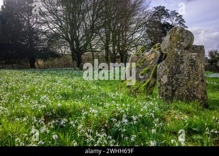 Gouttes de neige (Galanthus nivalis) dans un cimetière Banque D'Images