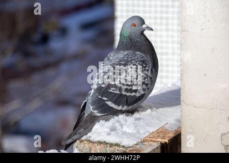 Un pigeon gris se trouve sur le bord du balcon en hiver Banque D'Images