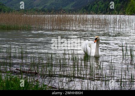 Un cygne blanc flotte sur un lac calme parmi les montagnes Banque D'Images