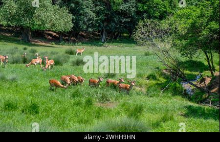 Troupeau de cerfs en jachère, cerfs européens en jachère, Dama dama Banque D'Images