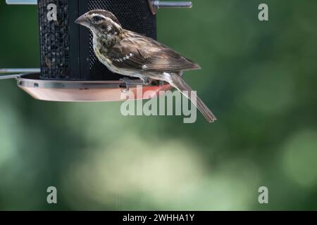 Bec de grosbeak femelle au sein de rose, Pheucticus ludovicianus, sur mangeoire pour oiseaux, Brownsburg-Chatham, Québec Banque D'Images