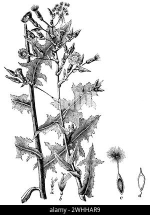 Laitue piquante, Lactuca serriola, anonym (livre de biologie, 1881), Stachel-Lattich, scariole laitue; Banque D'Images