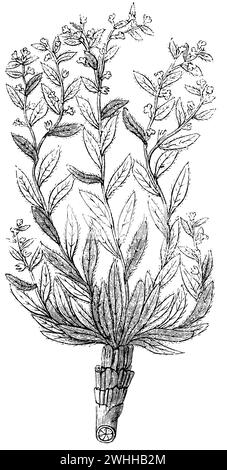 Alcanet de dyer, Alkanna tinctoria, (encyclopédie, 1893), Schminkwurz, orcanette des teinturiers Banque D'Images