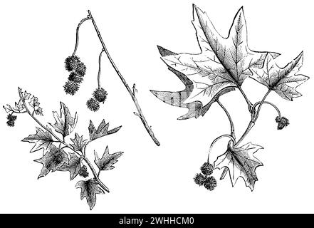 Platanus orientalis, Platanus orientalis, (livre de jardin, 1877), Morgenländische Platane, plateau d'Orient Banque D'Images