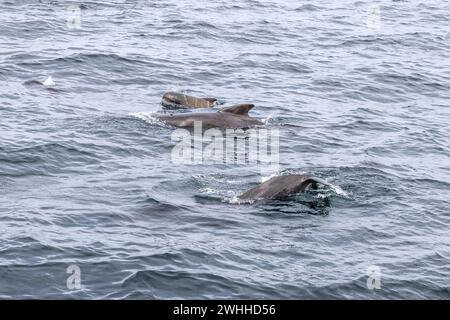 Un veau baleine pilote est flanqué de ses parents vigilants dans les eaux froides d'Andenes, capturé lors d'une excursion tranquille en mer. Îles Lofoten, Norvège Banque D'Images