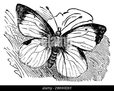 Papillon de chou, Pieris brassicae, (encyclopédie, 1900), Großer Kohlweißling, Piéride du chou Banque D'Images