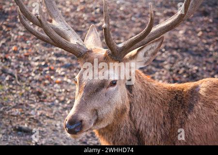 Gros plan d'un cerf mâle, avec l'accent sur sa tête et le haut du corps. Le cerf a un ensemble important de bois entièrement cultivés. Banque D'Images