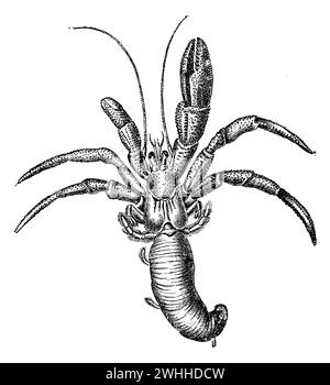 Crabe hermite commun, pagurus bernhardus, (encyclopédie, 1892), Einsiedlerkrebs, pagure commun Banque D'Images