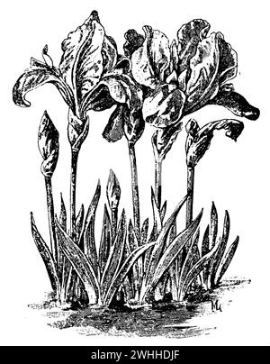 Nain iris, Iris pumila, (livre de jardin, 1913), Zwerg-Schwertlilie, iris nain Banque D'Images