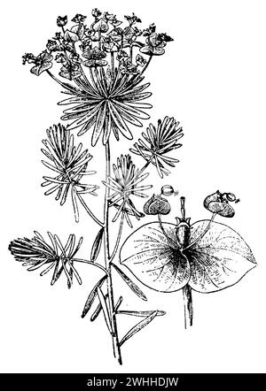 Cypress Spurge, Euphorbia cyparissias, (livre de botanique, 1910), Zypressen-Wolfsmilch, Euphorbe petit-cyprès Banque D'Images