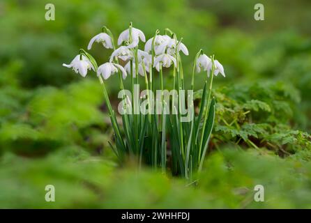 Un amas de gouttes de neige, (Galanthus nivalis), poussant à l'état sauvage dans une forêt à Blackpool, Lancashire, royaume-uni Banque D'Images