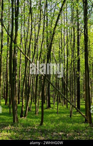 La lumière du soleil filtre à travers les feuilles, éclairant le sol de la forêt. Banque D'Images