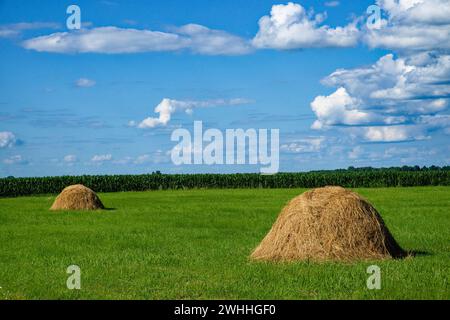 Deux bottes de foin reposent sur un champ vert luxuriant sous un ciel bleu avec des nuages blancs, bordé par un grand champ de maïs. Banque D'Images