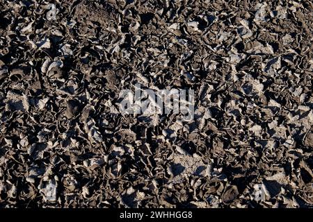 L'image montre une surface couverte de sol séché et fragmenté avec des motifs complexes formés par des fissures. Banque D'Images