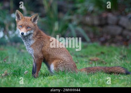 Météo britannique, Londres, 10 février 2024 : alors que le sud de l'Angleterre bénéficie d'un temps doux mais humide, un renard est vu sur fond de gouttes de neige et d'hellebores dans un jardin à Clapham. Crédit : Anna Watson/Alamy Live News Banque D'Images