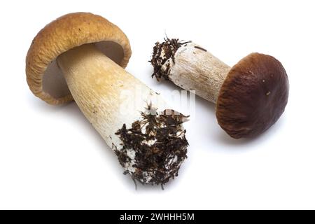 Deux CEP (L. Boletus edulis), littéralement les mêmes qu'ils ont poussés dans la forêt Banque D'Images