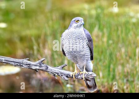 Eurasian sparrowhawk Accipiter nisus oiseau de proie également connu comme le nord . Banque D'Images