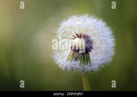 Horloge en pissenlit ou boule de soufflage (Taraxacum officinale) à moitié pleine de graines qui vont bientôt se disperser dans le vent, belle agai de mauvaise herbe Banque D'Images