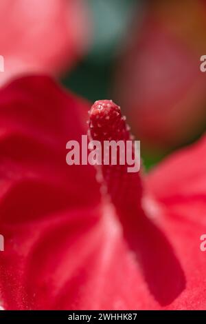 Macro d'une fleur d'Anthurium Banque D'Images