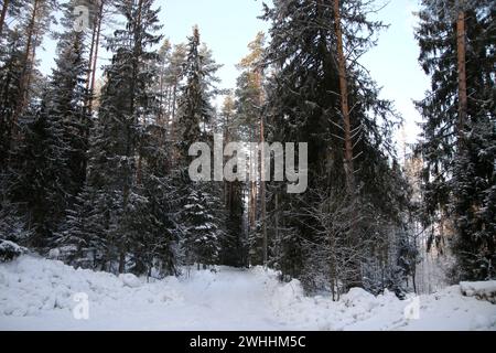 Région de Leningrad, Russie. 10 février 2024. Vue des arbres enneigés dans la forêt de la région de Leningrad, Russie. (Photo de Maksim Konstantinov/SOPA images/SIPA USA) crédit : SIPA USA/Alamy Live News Banque D'Images