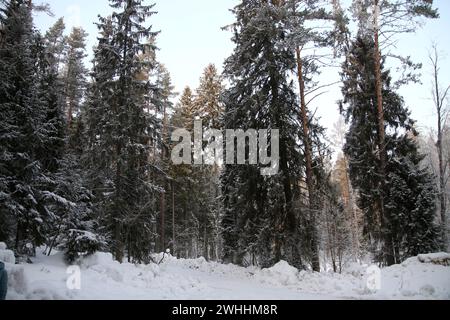 Région de Leningrad, Russie. 10 février 2024. Vue des arbres enneigés dans la forêt de la région de Leningrad, Russie. (Photo de Maksim Konstantinov/SOPA images/SIPA USA) crédit : SIPA USA/Alamy Live News Banque D'Images