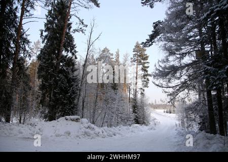 Région de Leningrad, Russie. 10 février 2024. Vue des arbres enneigés dans la forêt de la région de Leningrad, Russie. (Photo de Maksim Konstantinov/SOPA images/SIPA USA) crédit : SIPA USA/Alamy Live News Banque D'Images