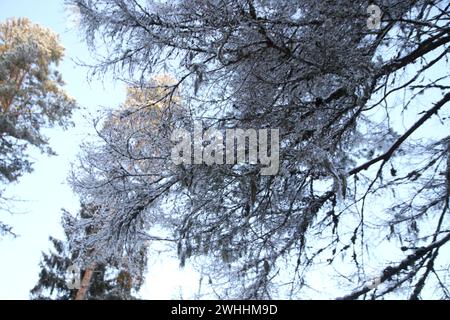 Région de Leningrad, Russie. 10 février 2024. Vue des arbres enneigés dans la forêt de la région de Leningrad, Russie. (Photo de Maksim Konstantinov/SOPA images/SIPA USA) crédit : SIPA USA/Alamy Live News Banque D'Images