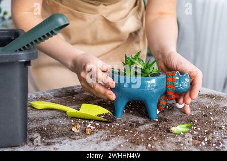 Rempoter une plante d'accueil succulente haworthia dans un nouveau pot en forme de chat. Prendre soin d'une plante en pot, les mains d'une femme dans un tablier Banque D'Images