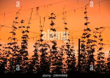 Coucher de soleil du houblon, comté de Marion, Oregon Banque D'Images