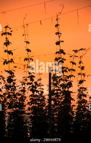 Coucher de soleil du houblon, comté de Marion, Oregon Banque D'Images