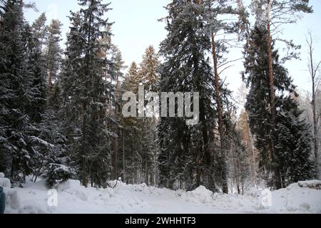 Région de Leningrad, Russie. 10 février 2024. Vue des arbres enneigés dans la forêt de la région de Leningrad, Russie. (Crédit image : © Maksim Konstantinov/SOPA images via ZUMA Press Wire) USAGE ÉDITORIAL SEULEMENT! Non destiné à UN USAGE commercial ! Banque D'Images