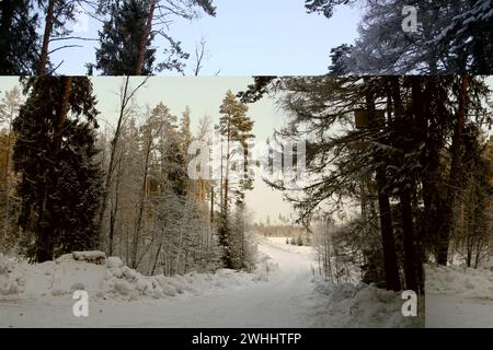 Région de Leningrad, Russie. 10 février 2024. Vue des arbres enneigés dans la forêt de la région de Leningrad, Russie. (Crédit image : © Maksim Konstantinov/SOPA images via ZUMA Press Wire) USAGE ÉDITORIAL SEULEMENT! Non destiné à UN USAGE commercial ! Banque D'Images