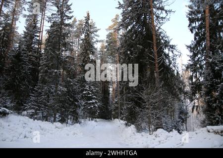 Région de Leningrad, Russie. 10 février 2024. Vue des arbres enneigés dans la forêt de la région de Leningrad, Russie. (Crédit image : © Maksim Konstantinov/SOPA images via ZUMA Press Wire) USAGE ÉDITORIAL SEULEMENT! Non destiné à UN USAGE commercial ! Banque D'Images