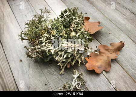 Mousse islandaise (Cetraria islandica) et feuilles d'automne sur une table Banque D'Images