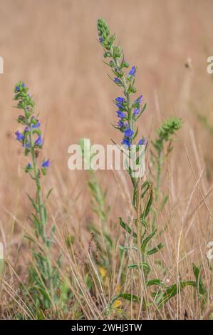 Blue Viper Bugloss Banque D'Images