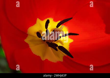 Gros plan sur Tulip ad Rem fleur en fleur. Banque D'Images