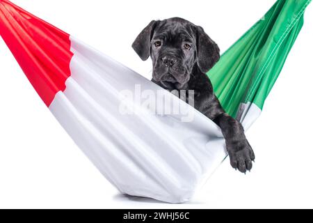 Chiot corso en canne noire avec drapeau italien Banque D'Images