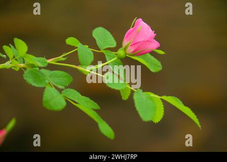 Wild rose le long Jack Creek, Oregon, forêt nationale de Deschutes Banque D'Images