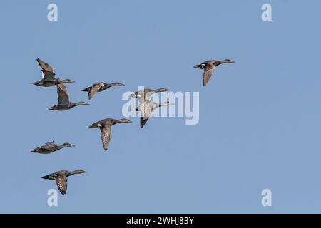 Un troupeau de canards Gadwall en vol dans le soleil du soir Banque D'Images