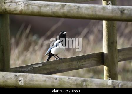 Black-Billed Magpie (Pica pica) debout sur une clôture en bois dans le profil droit, regardant vers caméra en fin d'après-midi soleil d'hiver, prise au Royaume-Uni Banque D'Images