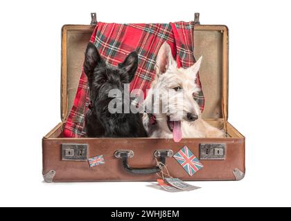 Deux chiots Scotch terrier assis dans une valise vintage avec des étiquettes d'aéroports écossais et le drapeau britannique Banque D'Images